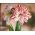 Hippeastrum - Dancing Queen
