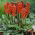 Arum - 5 bulbi - Arum Italicum