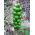 Arum - 5 bulbi - Arum Italicum