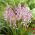 Scilla Siberica - rosa - pacchetto di 10 pezzi