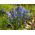 Scilla siberica - pacchetto di 10 pezzi