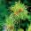 Allium Hair - 5 bulbi