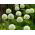 Decoratieve knoflook - Mont Blanc - Allium Mont Blanc