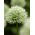 Decoratieve knoflook - Mont Blanc - Allium Mont Blanc