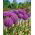 Allium giganteum, Riesen-Lauch