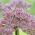 Allium Pink Jewel