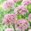 Allium Pink Jewel