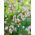  Allium Roseum - pakket van 20 stuks