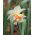 Narcissus Replete - Daffodil Replete - 5 bulbs