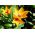 Tulipano Botanico - Miscela di colori - Tulipa - Mini fioriture, maxi effetto - Bulbi - 5 pz