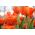 Tulipa Orange - Tulip Orange - 5 bulbs