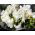 Freesia Double White - 10 bulbi