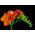Freesia Double Red - 10 žarnic
