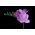 Freesia - Double Blue - paquete de 10 piezas
