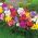 Freesia Double Mix - 10 bulbi