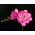 Fréziák - Double Pink - csomag 10 darab - Freesia