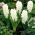 Hyacint - Carnegie - pakket van 3 stuks -  Hyacinthus orientalis