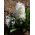 Hyacint - Carnegie - pakket van 3 stuks -  Hyacinthus orientalis