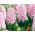 Almindelig hyacint - Fondant - pakke med 3 stk -  Hyacinthus orientalis