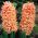 Hyacinthus Gipsy Queen - Hyacint Gipsy Queen - 3 cibule