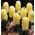 Hyacint - City of Haarlem - pakket van 3 stuks -  Hyacinthus orientalis