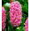 Jacinto - Pink Pearl - pacote de 3 peças -  Hyacinthus orientalis 