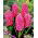 Jacinto - Pink Pearl - pacote de 3 peças -  Hyacinthus orientalis 