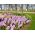 Hyacint - Splendid Cornelia - pakket van 3 stuks - Hyacinthus