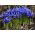 Iris reticulata - paquete de 10 piezas