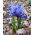 Iris reticulata - paquete de 10 piezas