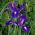 Iris-slægten (Iris × hollandica) - Purple Sensation - pakke med 10 stk