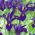 Iris-slægten (Iris × hollandica) - Purple Sensation - pakke med 10 stk