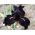Iris germanica Black Night - bebawang / umbi / akar