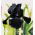 Iris germanica Black Night - bebawang / umbi / akar