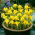 Iris danfordiae, Danford-Schwertlilie, Winter-Iris, Gelbe Zwerg-Iris - 10 Zwiebeln