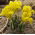 Iris danfordiae, Danford-Schwertlilie, Winter-Iris, Gelbe Zwerg-Iris - 10 Zwiebeln