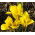 Iris danfordiae, Danford-Schwertlilie, Winter-Iris, Gelbe Zwerg-Iris - 10 Zwiebeln
