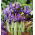 Iris Botanical George - Iris Botanical George - 10 bulbs