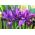 Iris Botanical George - Iris Botanical George - 10 bulbs