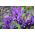 Iris Botanical George - Iris Botanical George - 10 bulbs