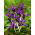 Iris Botanical George - Iris Botanical George - 10 bulbs