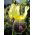 Iris germanica Nibelungen - bulb / tuber / rădăcină