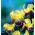 Iris germanica Nibelungen - bulb / tuber / rădăcină