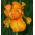 Iris - naranja - Iris germanica