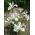 Lis (Iris × hollandica) - White Excelsior - pakket van 10 stuks