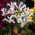 Recéshagymájú nőszirom - fehér - White - csomag 10 darab - Iris reticulata