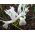 Recéshagymájú nőszirom - fehér - White - csomag 10 darab - Iris reticulata