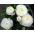Ranunculus, Buttercup White - 10 lukovica