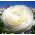 Ranunculus, Buttercup White - 10 lukovica