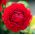 Ranunculus - Rojo - paquete de 10 piezas